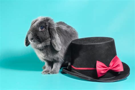 Holland Lop Lifespan : How Long Do Holland Lops Live? 5 Best Tips To ...