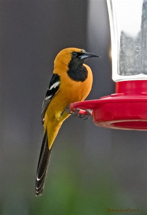 Image result for Class 10 Science Chapter 8 by Success CDs