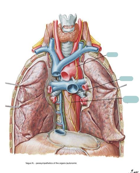 Thorax Function 的图像结果