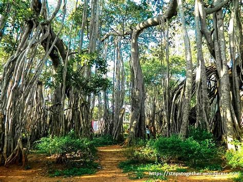 BIG BANYAN TREE (2026) All You Need to Know BEFORE You Go (with Photos ...