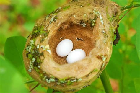 Hummingbird Eggs: Everything You Need to Know