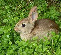 Image result for Wild Baby Bunny Found