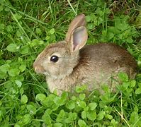 Image result for Wild Baby Rabbits Abandoned