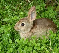Image result for Wild Rabbits in Ohio