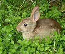 Image result for Small Wild Rabbit