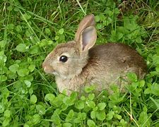 Image result for Wild Rabbits as Pets