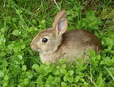 Image result for Arizona Wild Rabbit