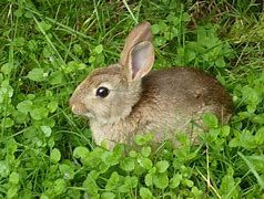 Image result for Wild Bunnies