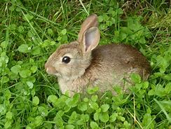 Image result for Wild Baby Bunnies and Their Breed