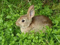 Image result for Cute Wild Rabbit