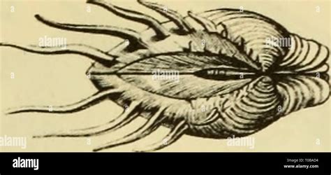 Image result for Marine Shells