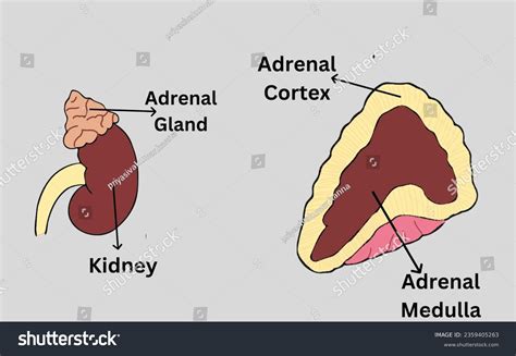Adrenal Medulla
