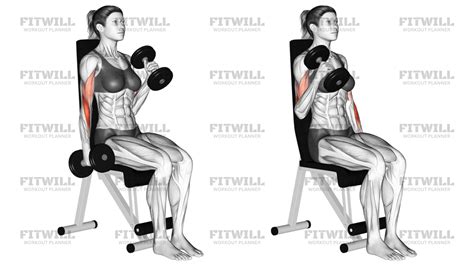 Dumbbell Alternate Seated Hammer Curl: Exercise Guide, Techniques ...