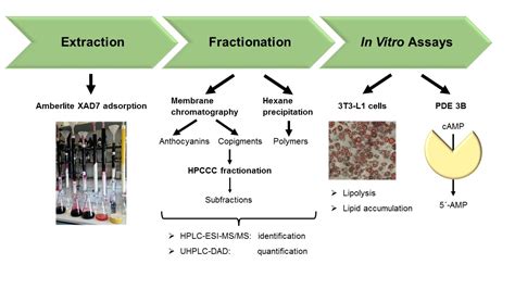 Fractionation of Extracts from Black Chokeberry, Cranberry, and ...