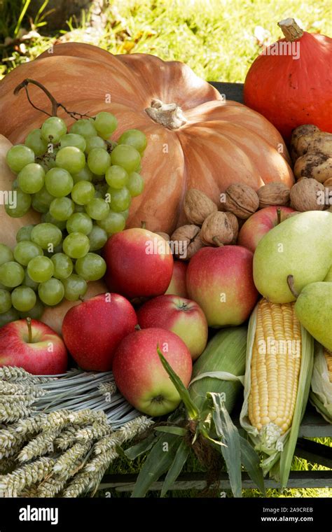 Health Food 的图像结果