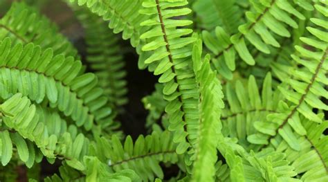 Image result for Fern Types