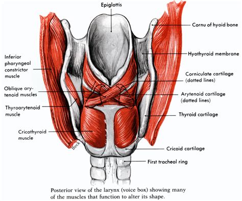 Posterior view of larynx | Human body vocabulary, Medical anatomy ...
