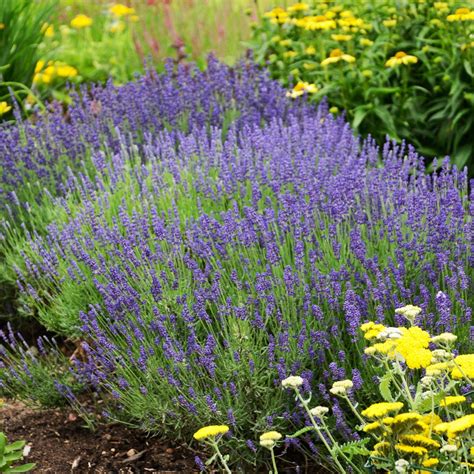Lavender Plants for Sale | FastGrowingTrees.com