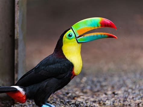 toucan bird image - HD Desktop Wallpapers | 4k HD