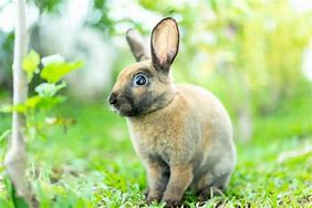 Image result for Brown Mini Rex Rabbit