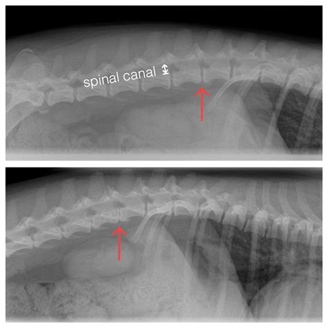 Intervertebral Disc Disease In Dogs My Dog Has IVDD, Does He Need