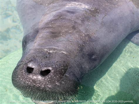 CENTRO DE CONSERVACIÓN DE MANATÍES DE PUERTO RICO (2026) All You Need ...