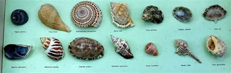 Sea Shell Collections 的图像结果