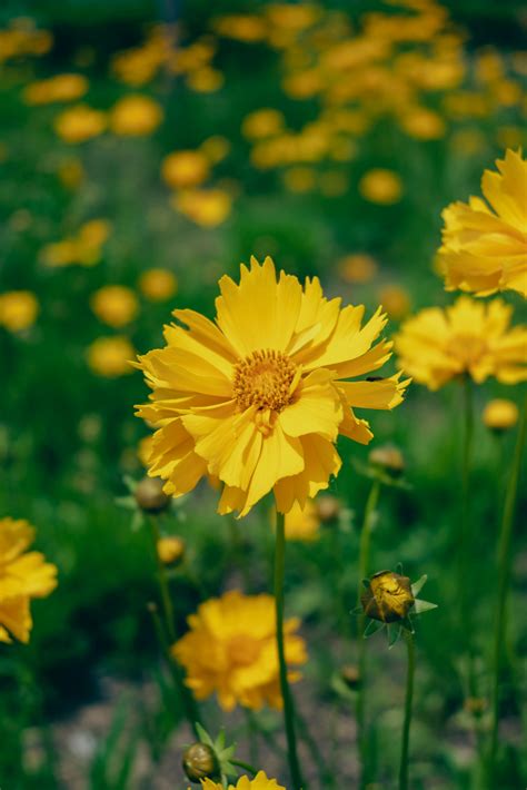 Image result for Forget Me Not Song