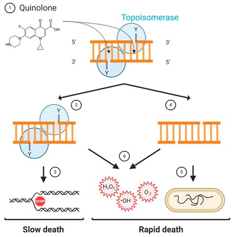 Quinolones: Mechanism, Lethality and Their Contributions to Antibiotic Resistance