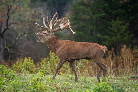 Home - Mountain Meadow Hunting Preserve
