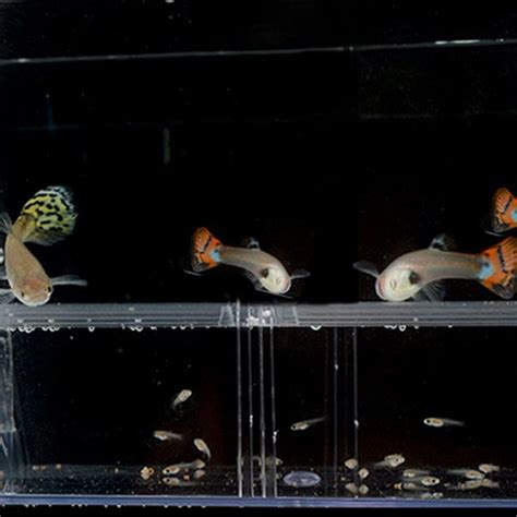 Buy 1xFish Breeding Box Shrimp Hatchery Fish Tank Incubator Tool ...