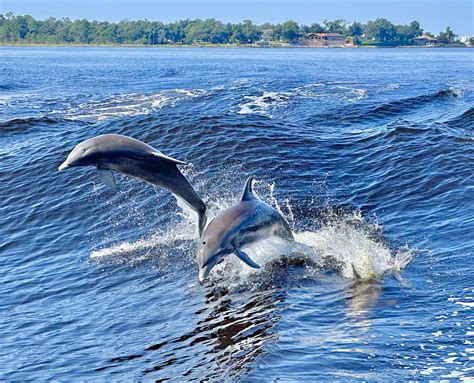 Dolphin 的图像结果