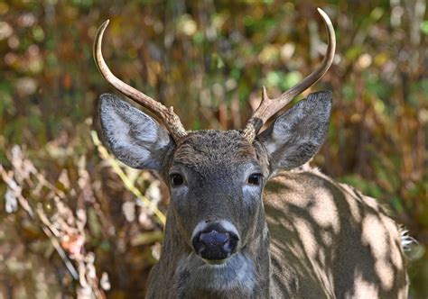 Mister Majestic | Shutterbug