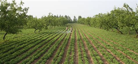 农业农村部：全国农民合作社质量提升改革取得阶段性成果