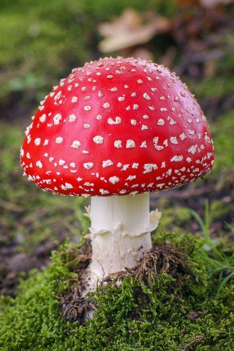 Image result for Mushroom Huge Dataset Classification Python