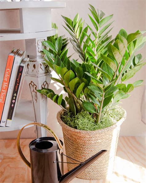 November Plant: Zanzibar Gem (ZZ Plant) - In Bloom Florist Blog