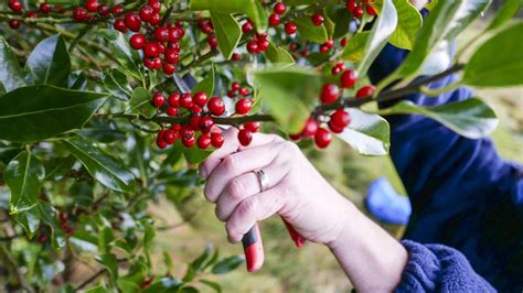How and when to prune holly bushes for the best results | Gardeningetc
