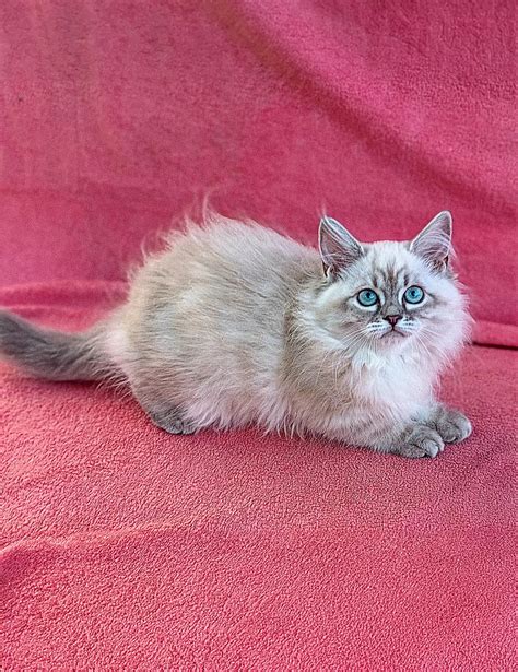 Maine Coon Ragdoll Mix: the Ultimate Feline Buddy! – Purebred Kitties