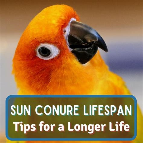 Indian Ringneck Lifespan: All You Need To Know