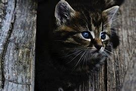 Image result for Fhishing Python Hacking