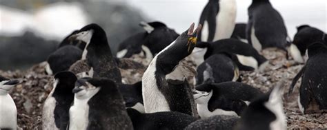 腾讯家的企鹅到底是什么品种？