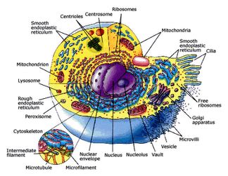 Cell Structure and Function 的图像结果