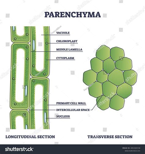 Parenchyma Cells Definition Structure Types Functions