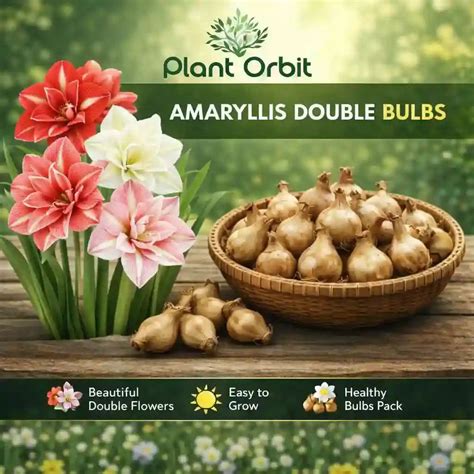Amaryllis double bulbs – Plant Orbit