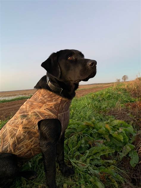 Inman Animal Hospital Patient Gallery | Vet Clinic In Inman, SC 29349