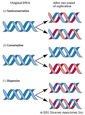 Models for DNA Replication 的图像结果