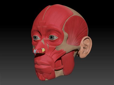 Muscle Head Model Computer Graphics Simulation 的图像结果