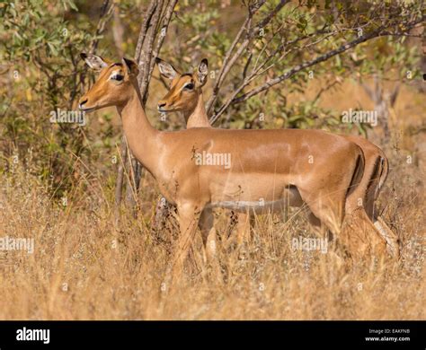 South african grasses hi-res stock photography and images - Alamy