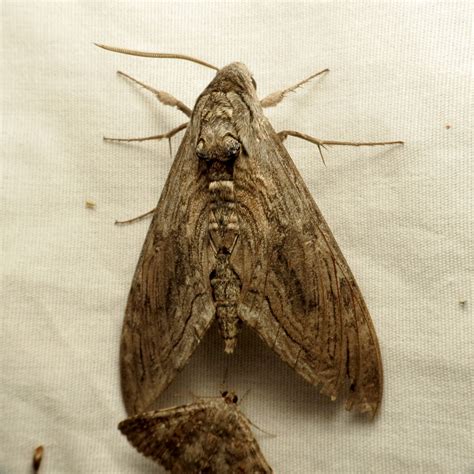 Five-spotted Hawk Moth | Manduca quinquemaculata. Portal Pea… | Flickr