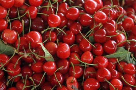 Trešnje su postale luksuz za mnoge građane regije, ali u EU trešnje se ...